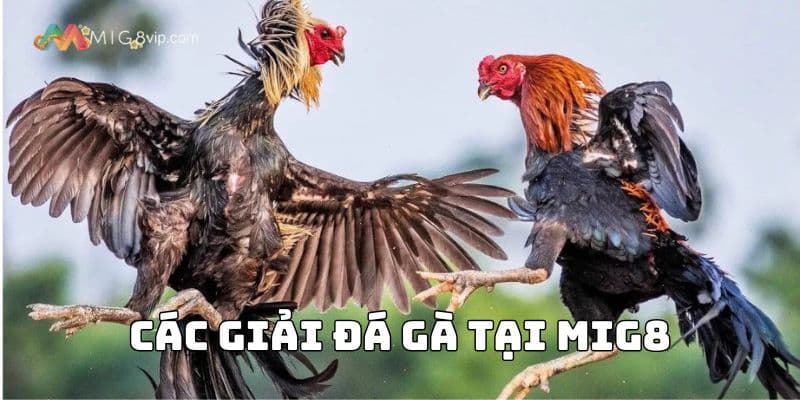 Khách hàng có thể theo dõi những giải đá gà nào tại Mig8