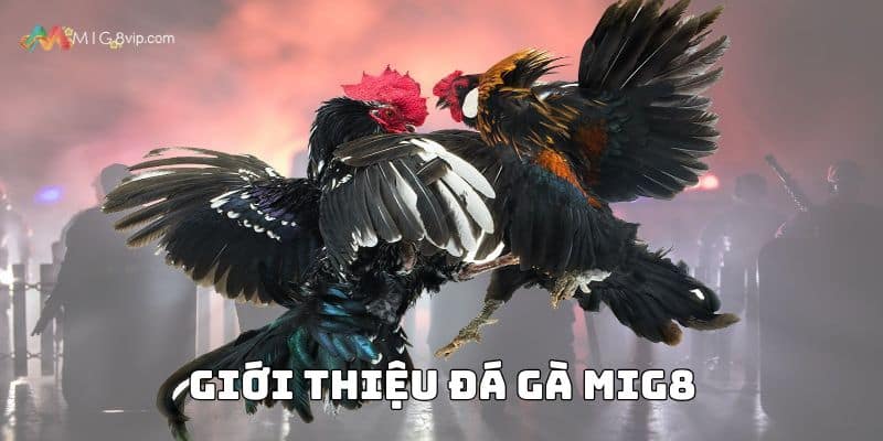 Thông tin cơ bản nhất về sảnh đá gà Mig8